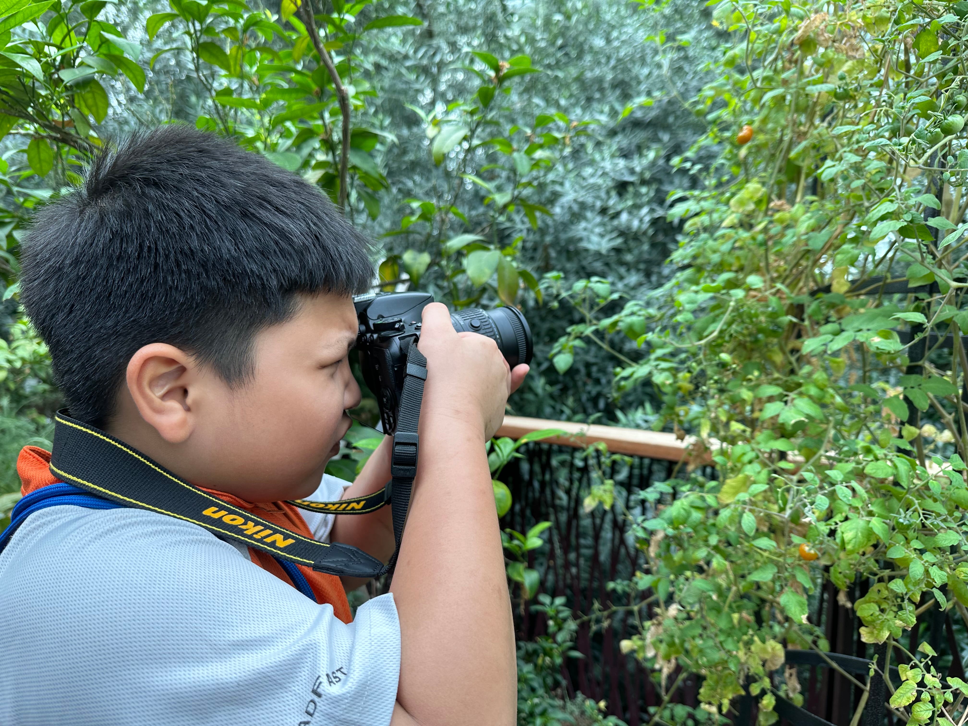 Child holds a camera to their eye, photographing tomato plants in a leafy garden.